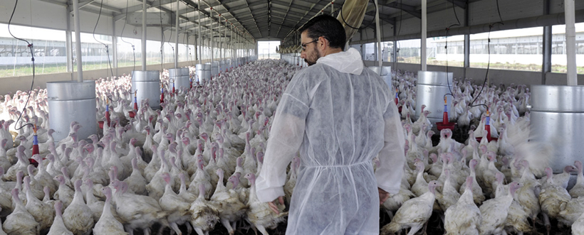 Técnicas de Bioseguridad en planteles de pavos comerciales y reproductores