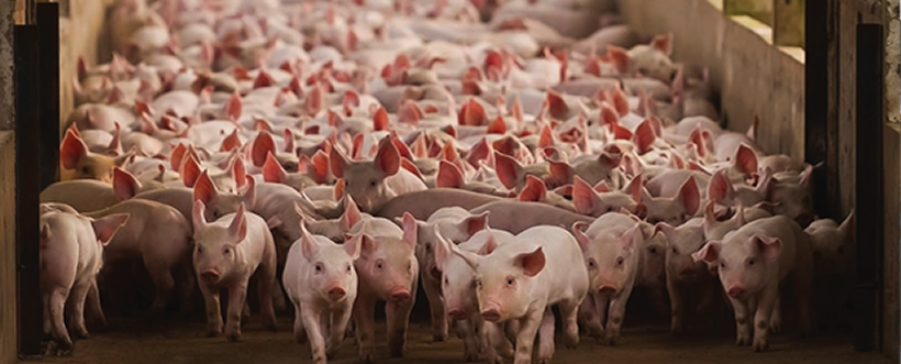 Bienestar Animal de los Animales Durante su Producción Industrial, su Comercialización y en Otros Recintos de Mantención de Animales - Decreto 29
